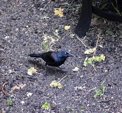 Quiscalus quiscula