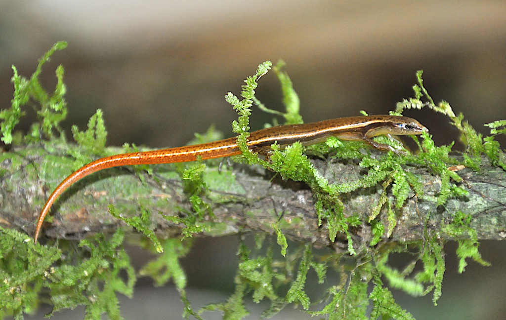 Girard's Tree Skink