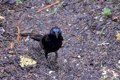 Quiscalus quiscula