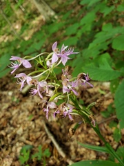 Platanthera grandiflora