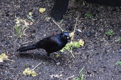 Quiscalus quiscula