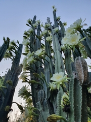 Cereus