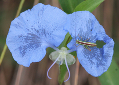 Odontoxiphidium apterum