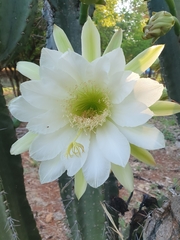 Cereus