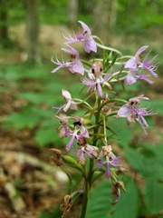 Platanthera grandiflora