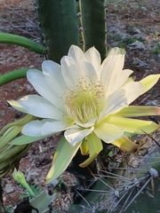 Cereus