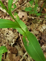 Platanthera grandiflora