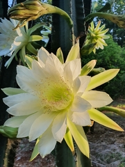 Cereus