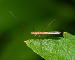 Neoneides muticus
