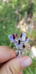 Lupinus pratensis