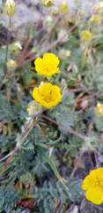Potentilla breweri
