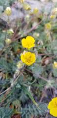 Potentilla breweri