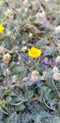 Potentilla breweri