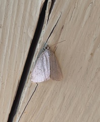 Protodeltote albidula