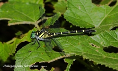 Heliogomphus retroflexus