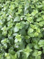 Lamium album