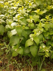 Lamium album
