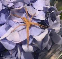 Pisaurina