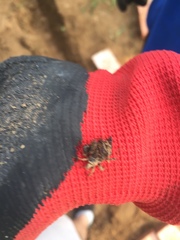 Acanthaspis cincticrus