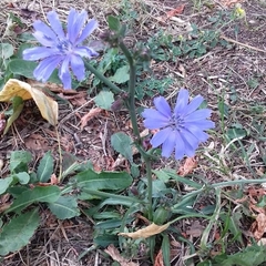 Cichorium intybus