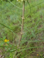Asclepias stenophylla