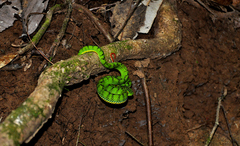 Trimeresurus schultzei
