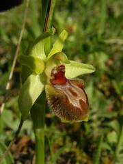Ophrys exaltata arachnitiformis