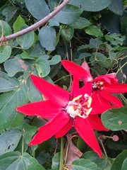 Passiflora miniata