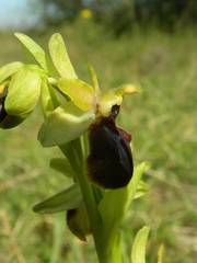 Ophrys exaltata arachnitiformis