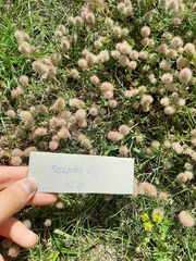Trifolium arvense
