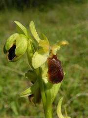 Ophrys exaltata arachnitiformis