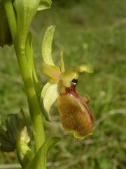 Ophrys exaltata arachnitiformis