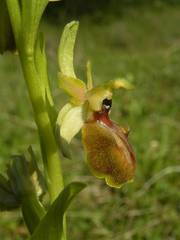 Ophrys exaltata arachnitiformis