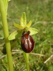 Ophrys exaltata arachnitiformis