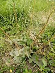 Plantago major