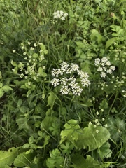 Pimpinella saxifraga