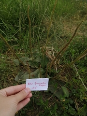 Plantago major
