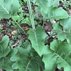 Silphium compositum