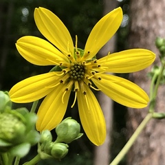 Silphium compositum
