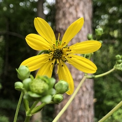 Silphium compositum