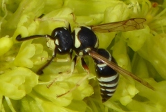 Odynerus dilectus