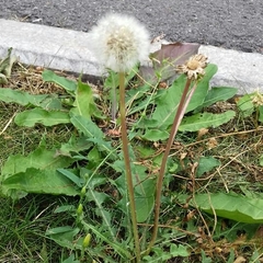 Taraxacum officinale