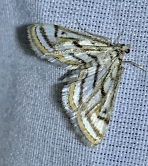 Parapoynx badiusalis