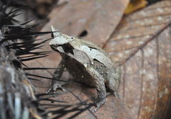 Pelobatrachus ligayae