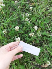 Trifolium repens