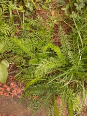 Achillea millefolium