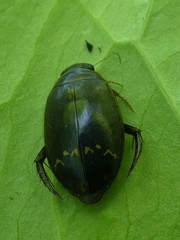 Acilius mediatus