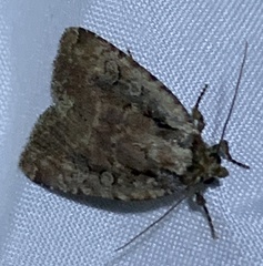 Eueretagrotis attentus