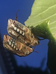 Anoxia australis