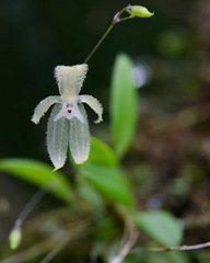 Andinia sunchubambensis